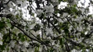 Bahar çiçeği arka planı yeşil yaprakları ve beyaz çiçekler'deki soyut çiçek sınır