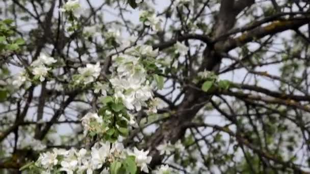 Våren blossom bakgrund abstrakt blommig gränsa av gröna blad och vita blommor — Stockvideo