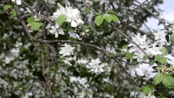 Frühlingsblüte Hintergrund abstrakte florale Grenze von grünen Blättern und weißen Blumen — Stockvideo