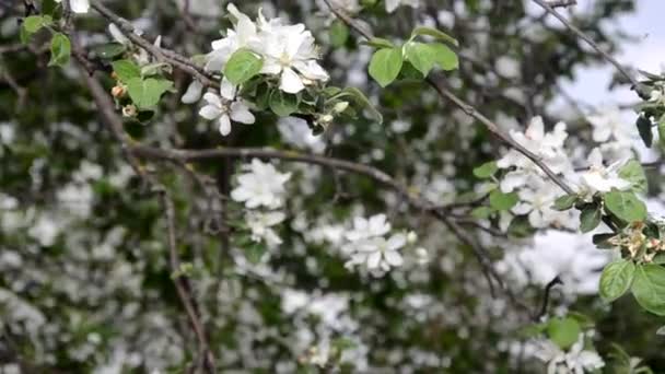 봄 꽃 배경 추상적인 꽃 테두리 녹색 잎과 하얀 꽃 — 비디오