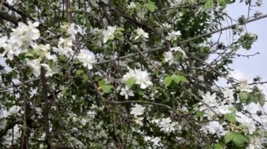Bahar çiçeği arka planı yeşil yaprakları ve beyaz çiçekler'deki soyut çiçek sınır