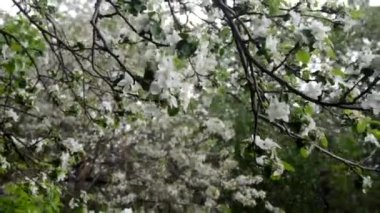 Bahar çiçeği arka planı yeşil yaprakları ve beyaz çiçekler'deki soyut çiçek sınır