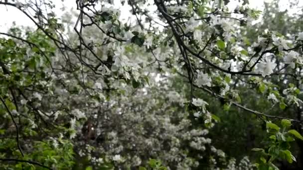 Весенний цветок фон абстрактные цветочные границы зеленых листьев и белых цветов — стоковое видео