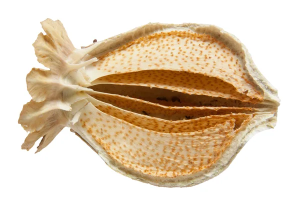 Papoula seedhead corte aberto — Fotografia de Stock