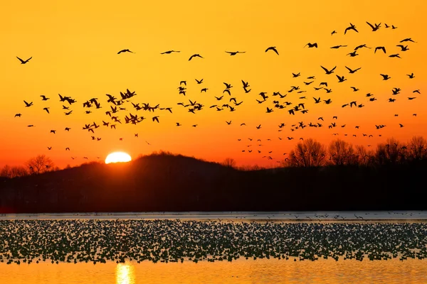 Gansos da neve voando ao nascer do sol — Fotografia de Stock