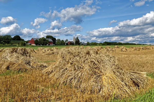 Wheat Harvest on an Amish Farm — Stock Photo, Image