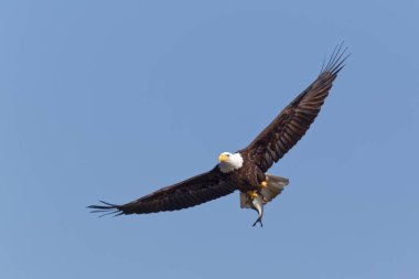 Yetişkin Kel Kartal (haliaeetus leucocephalus) açık mavi gökyüzüne karşı uçan bir balık taşır..