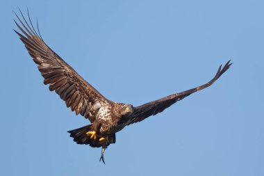 Genç Kel Kartal açık mavi gökyüzünde uçarken elinde bir balık tutuyor.