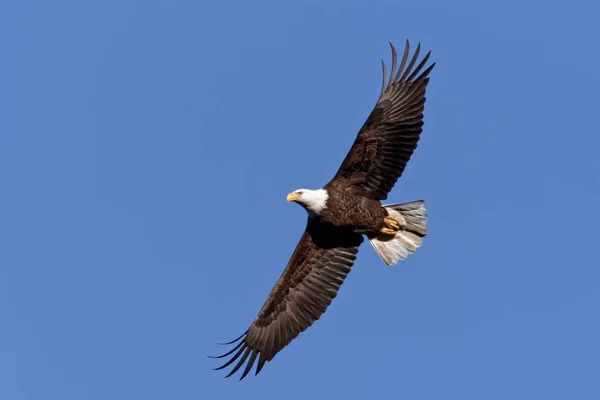 Yetişkin Kel Kartal (haliaeetus leucocephalus) açık mavi gökyüzüne karşı uçuyor.