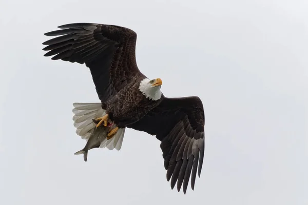 Águila Calva Adulta Haliaeetus Leucocephalus Que Lleva Pez Mientras Vuela —  Fotos de Stock