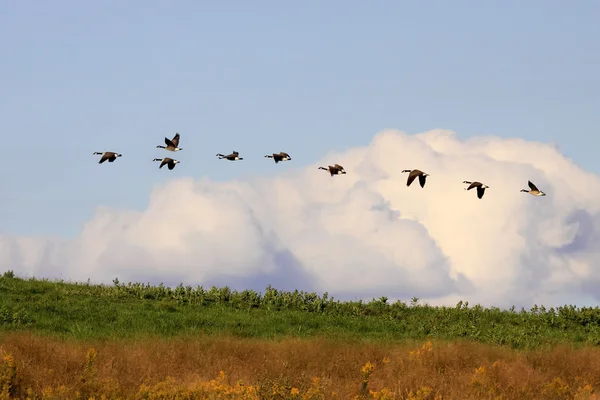 Oche canadesi in volo — Foto Stock