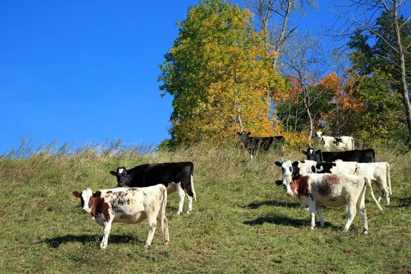 Krávy na pastvě na svahu — Stock fotografie