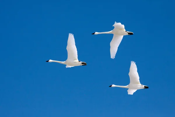 Cisnes de Tundra en vuelo — Foto de Stock