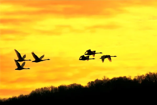 Cisnes da Tundra ao nascer do sol — Fotografia de Stock
