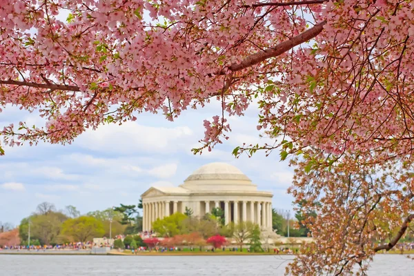 Washington DC'de kiraz çiçekleri — Stok fotoğraf