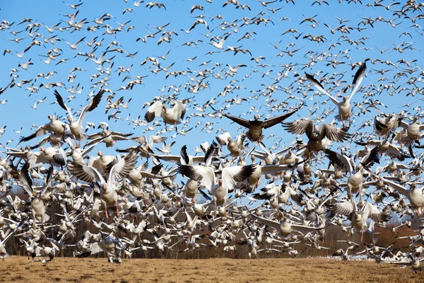 Sneeuw ganzen nemen vlucht — Stockfoto