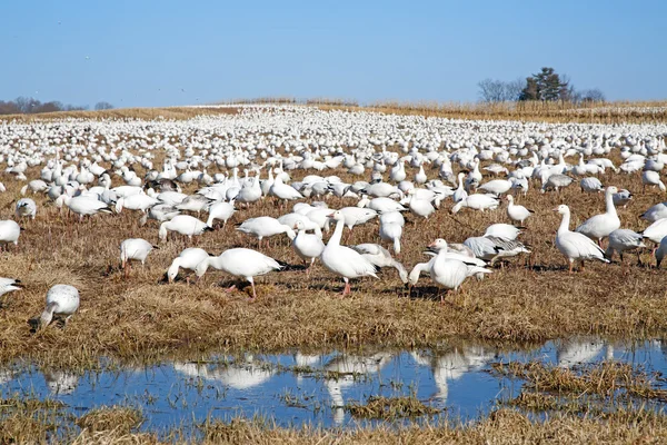 Snow Geese Feeding — Stock Photo, Image