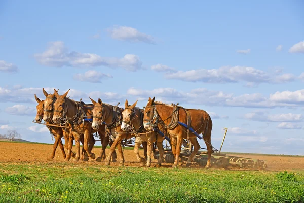 Mules trabajando en la granja Amish — Foto de Stock