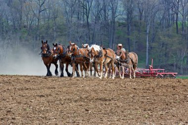 Horses Working on Amish Farm clipart