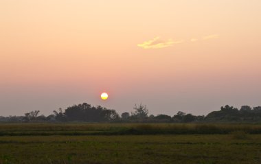 Pirinç gruptaki günbatımı