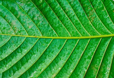 Yeşil bir yaprağa su damlıyor.