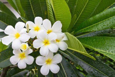 Plumeria çiçek beyaz yaprak
