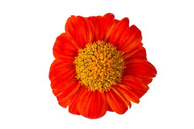 Tithonia rotundifolia (Meksika ayçiçeği) 