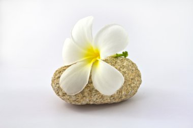 Tropik çiçek Plumeria alba (Beyaz Frangipani)