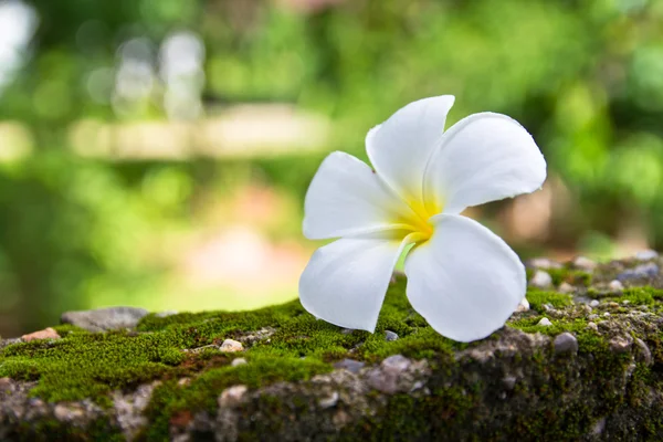 Plumeria na stěně zeleným mechem — Stock fotografie