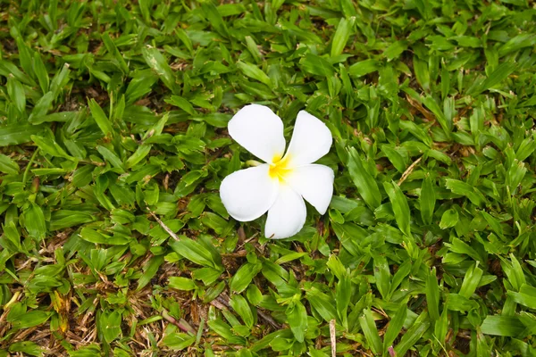 Живці квітів, тропічну квітку на траві — стокове фото