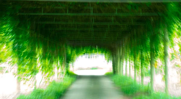 blur nature of green tunnel