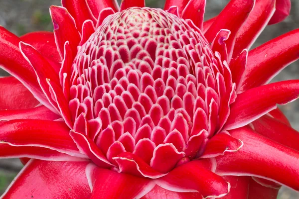 Tocha vermelha flor de gengibre — Fotografia de Stock