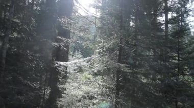 Almanya 'daki Bavyera Alplerinde Sabah Güneşi Kozalaklı Orman Ağaçları' nda parlıyor