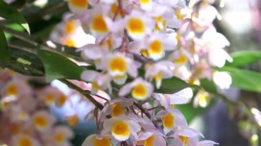Dendrobium Aphyllum orkideleri baharda çiçek açar. Doğanın güzelliğini süsler. Tropik bahçelerde süslenmiş nadir bir orkide.