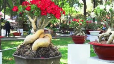 Baharda açan tropik frangipani bonsai ağacı çiçekleri bahar geldiğinde parlar.