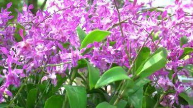Phalaenopsis orkideleri baharda çiçek açar. Doğanın güzelliğini süsler. Tropik bahçelerde süslenmiş nadir bir orkide.