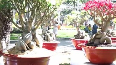 Baharda açan tropik frangipani bonsai ağacı çiçekleri bahar geldiğinde parlar.