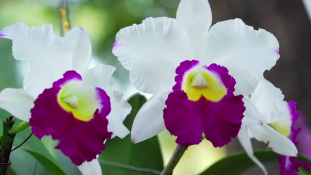 Cattleya Labiata flowers bloom in the spring sunshine, a rare forest orchid decorated in tropical gardens — Stock Footage Cattleya Labiata Flowers Bloom Spring Sunshine Rare Forest Orchid Decorated Stock Footage