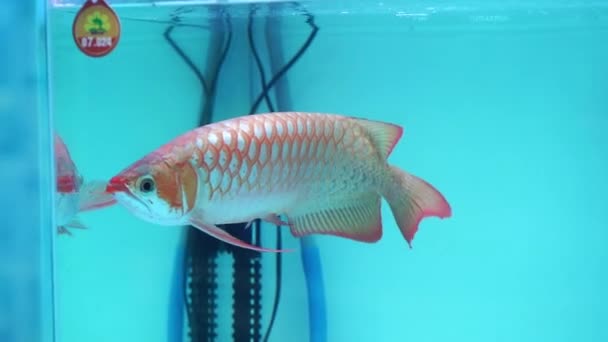 Chi Minh City Vietnam Januari 2020 Arowana Spring Aquarium Ikan — Stok Video