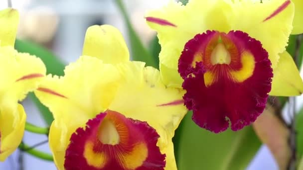 Cattleya Labiata Blommor Blommar Vårsolen Sällsynt Skog Orkidé Dekorerad Tropiska — Stockvideo