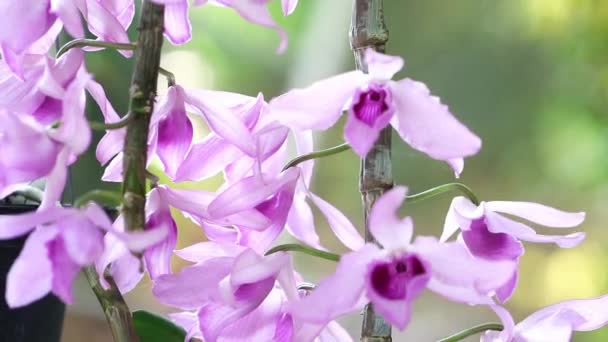 Dendrobium Aphyllum Orquídeas Flores Florescem Primavera Adornam Beleza Natureza Uma — Vídeo de Stock