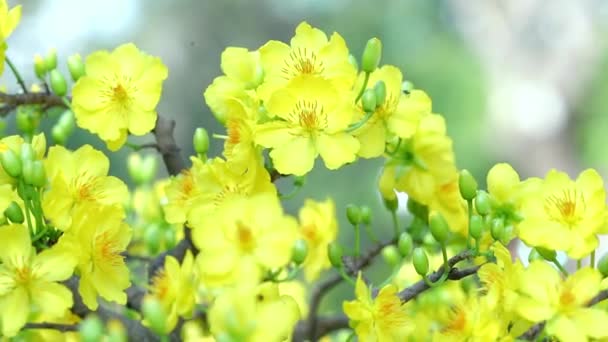 Κίτρινα Άνθη Βερίκοκου Ανθίζουν Αρωματικά Πέταλα Σηματοδοτώντας Την Άνοιξη Έχει — Αρχείο Βίντεο