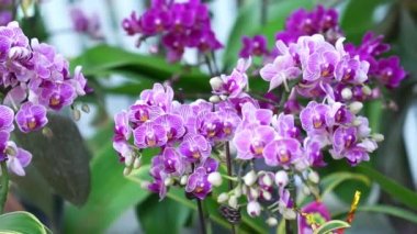 Phalaenopsis orkideleri baharda çiçek açar. Doğanın güzelliğini süsler. Tropik bahçelerde süslenmiş nadir bir orkide.