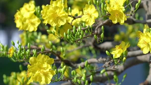 Κίτρινα Άνθη Βερίκοκου Ανθίζουν Αρωματικά Πέταλα Σηματοδοτώντας Την Άνοιξη Έχει — Αρχείο Βίντεο