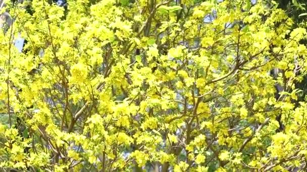 Árbol Bonsái Albaricoque Que Florece Con Ramas Curvas Crea Una — Vídeo de stock