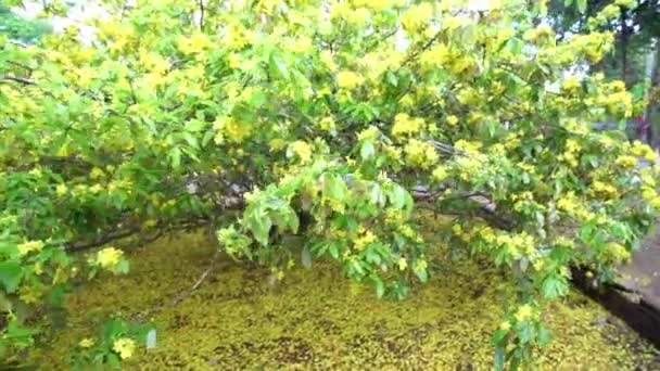 Flor Ochna Integerrima Floreciendo Jardín Las Afueras Este Albaricoque Más — Vídeos de Stock