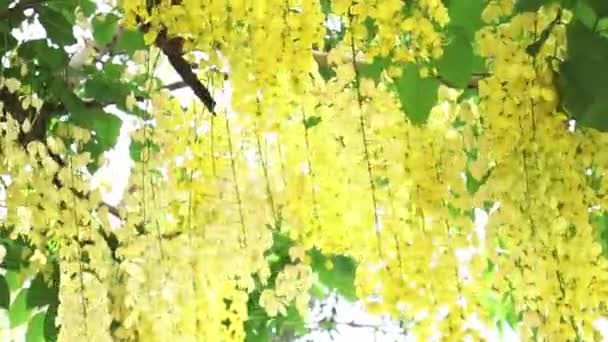 カシア フィストュラやゴールデンシャワーの花は早い太陽の下で咲きます 装飾庭園として使用される花 — ストック動画
