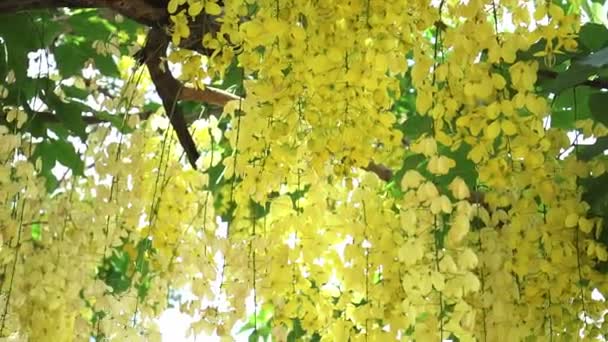 Cassia Fistel Eller Gyllene Duschblommor Blommar Det Tidiga Solskenet Blommor — Stockvideo