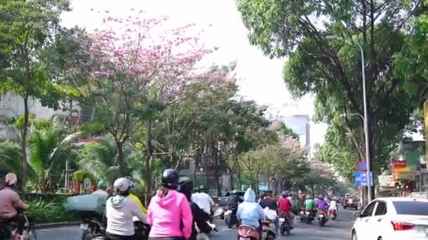 2019年2月8日ベトナム ホーチミン市2019年2月8日ベトナム ホーチミン市の都市風景を成長させる街路樹に沿って植えられたタベブイア ローシー フラワーのある大通りで忙しい交通 — ストック動画