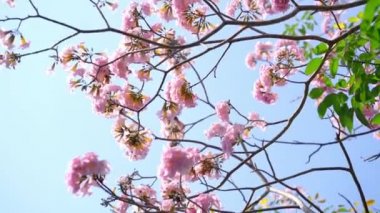 Pembe zambak sabahın erken saatlerinde ışıl ışıl açar. Bu, genellikle baharda açan ve gün ışığını seven çan şeklinde küçük bir çiçektir.